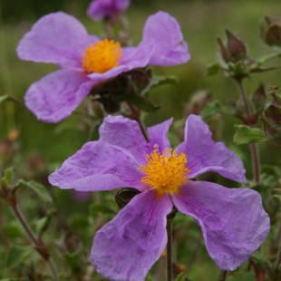 Cistus creticus